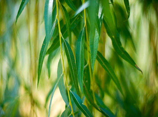 Saule pleureur 'Tristis'