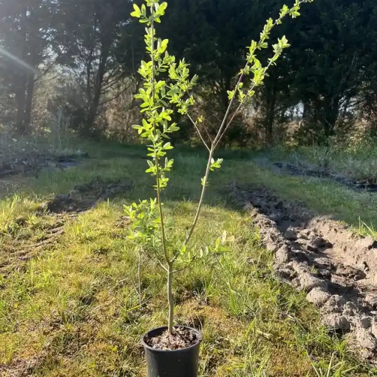Saule crevette 'Hakuro nishiki'