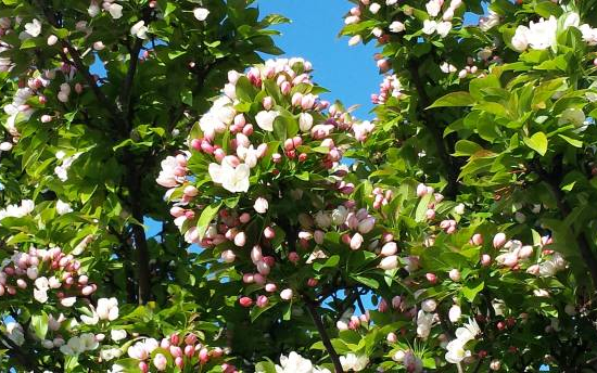 Pommier evereste 'Evereste'