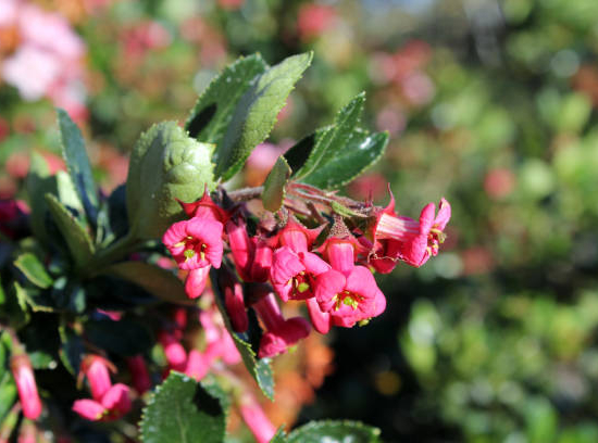 Escallonia 'Cardinalis'