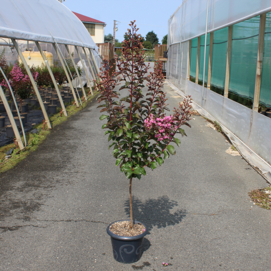 Lilas des indes 'Rhapsody in pink'