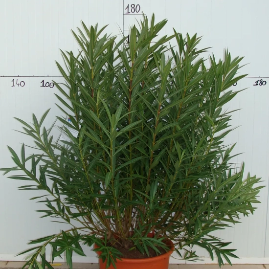 Laurier rose 'soeur Agnés'