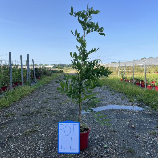 Glycine à longues grappes