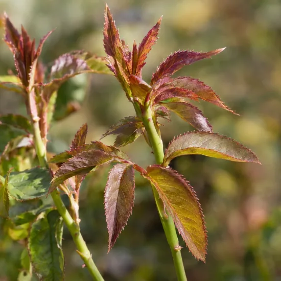Rosier de chine rouge (Rosa chinensis) — jeunes pousses aux feuilles dentelées rougeâtres · Photo d'illustration