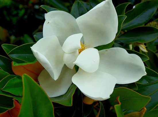 Magnolia de la galissonnière 'Galissoniere'