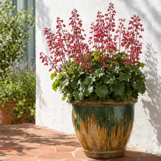 Heuchères 'Bell's' (Heuchera) — touffe dense au feuillage vert et fleurs rouges · Photo d'illustration