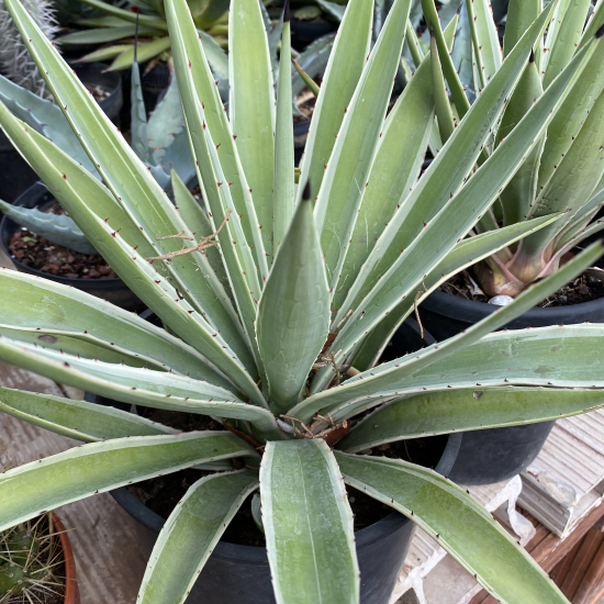 Agave  angustifolia