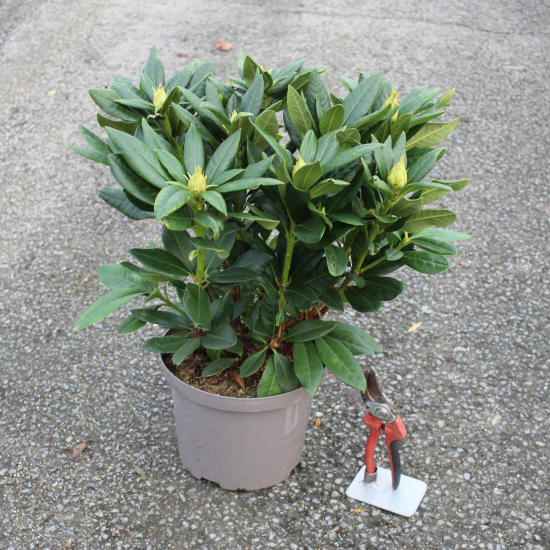 Rhododendron 'Eucharistis rose'