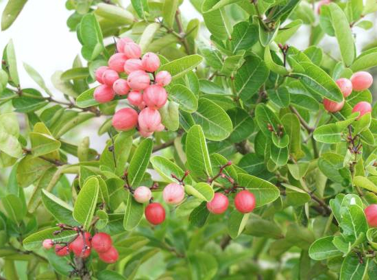 Myrtille arbustive 'Pink lemonade'