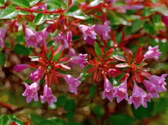 Abelia à grandes fleurs Ping Pong