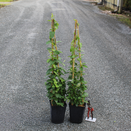 Chèvrefeuille 'Halliana'