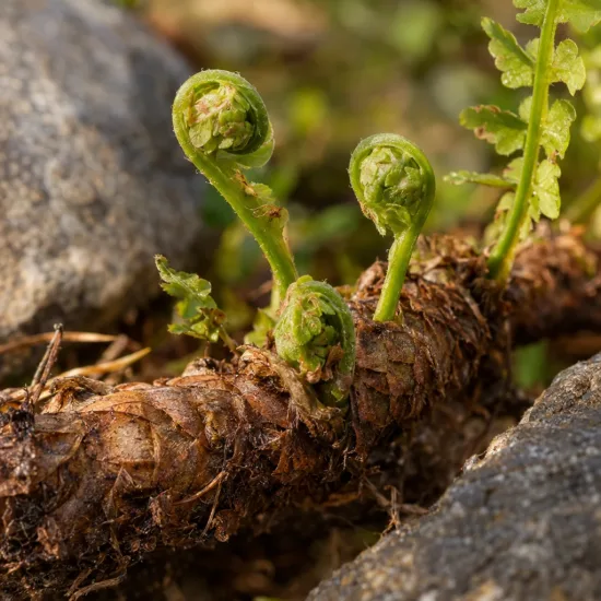 Polypode commun (Polypodium vulgare) — jeunes crosses de fougère sur rhizome entre pierres