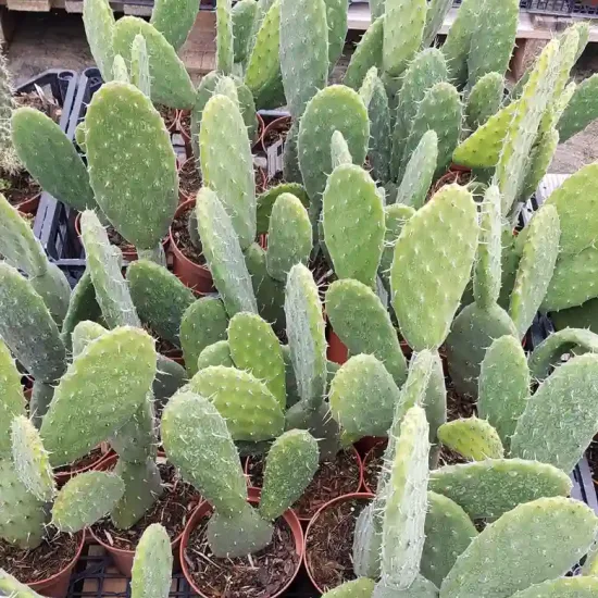 Oponce tomenteuse (Opuntia tomentosa) — nombreux cactus en pot serrés sur plateau