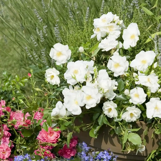 Rosier 'Opalia noaschnee '