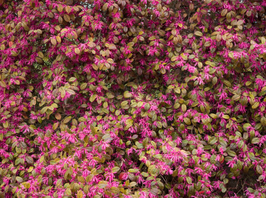 Loropétale de chine 'Blush'