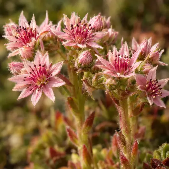 Joubarbe rouge foncée 'Giants emerald explosion' (Sempervivum) — fleurs étoilées roses sur tiges succulentes, gros plan