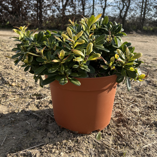 Pittosporum de chine 'Nana'