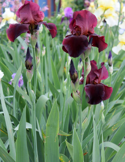 Iris nain 'Rangerette rouge'