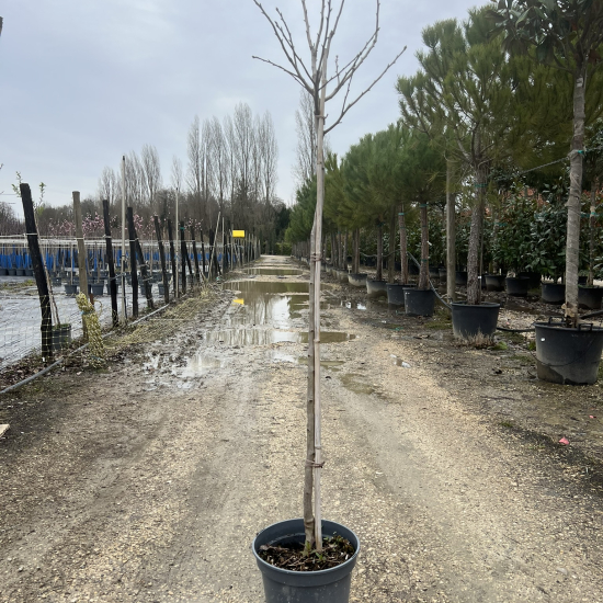 Néflier d’allemagne 'D'allemagne'