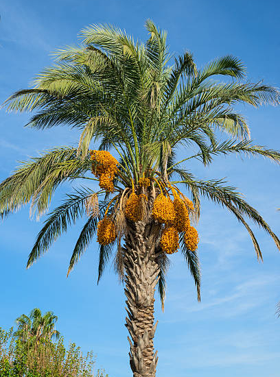 Phoenix dactylifera