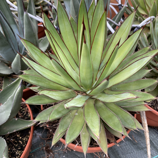 Agave  red edge