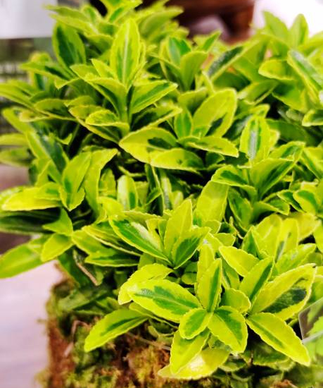 Fusain du japon 'Micro aureomarginatus'