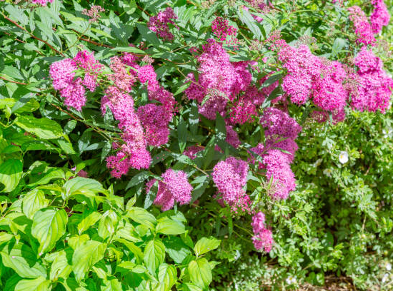 Spirée 'Anthony waterer'