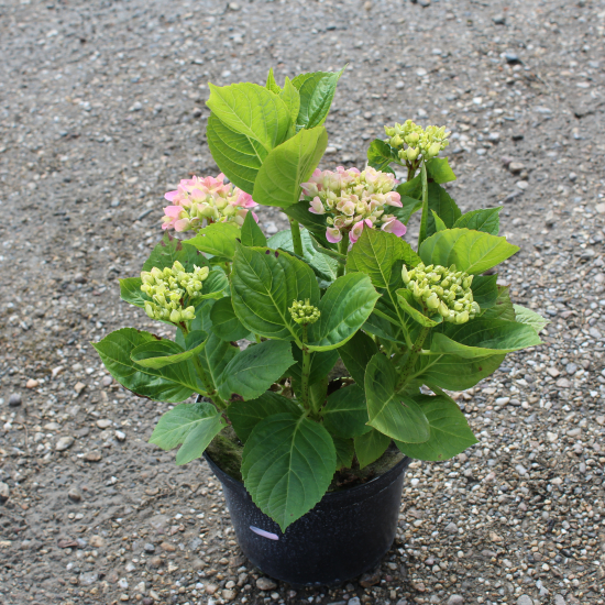 Hortensia 'Rosita rose'