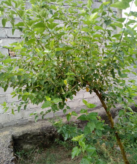 Mûrier platane 'Lujijama'