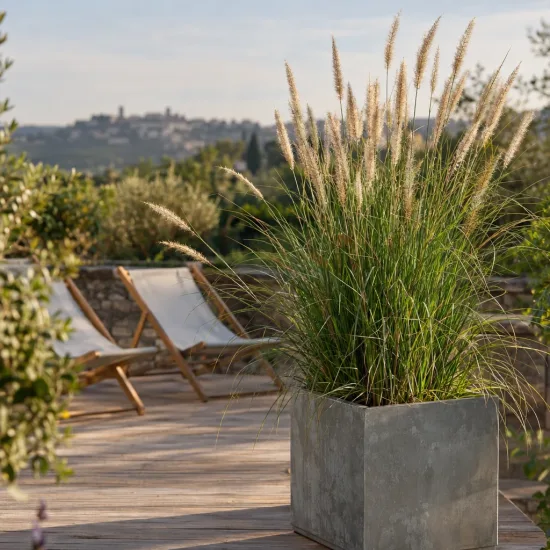 Herbe aux écouvillons (Pennisetum macrorum) — touffe de graminée en pot sur terrasse · Photo d'illustration
