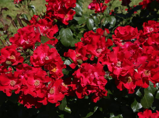 Rosier 'New vesuvia rouge '