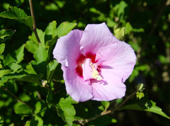Althéa 'Hamabo rose tendre'