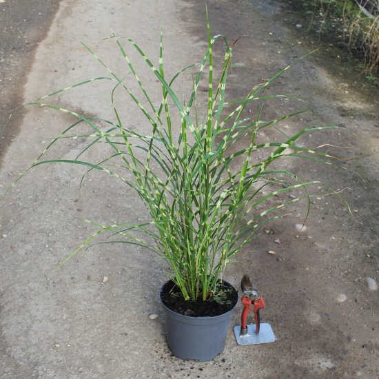 miscanthus sinensis zebrinus, miscanthe, roseau de chine