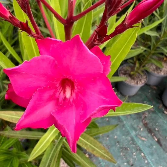 Laurier rose 'Professeur Granel' (Nerium oleander) — gros plan sur fleur rose vive et boutons