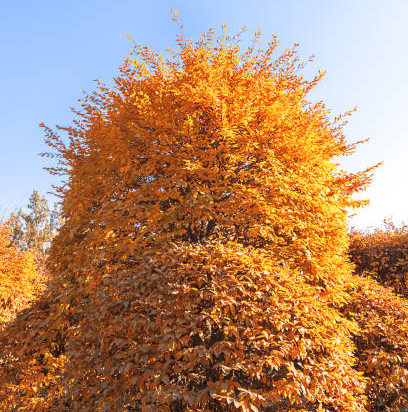 Hêtre commun 'Dawyck gold'
