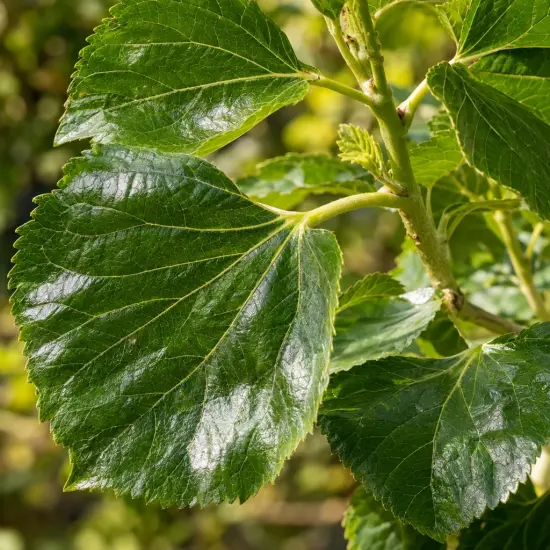 Mûrier blanc 'Giant fruit' (Morus alba) — gros plan sur grandes feuilles dentées brillantes