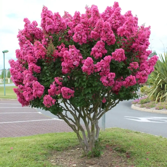 Lilas des indes 'Perigord pourpre'