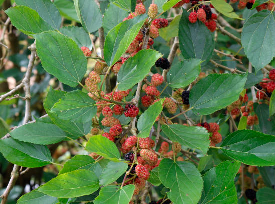 Mûrier 'Fruitless'