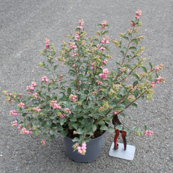 Symphorine 'Magical sweet'