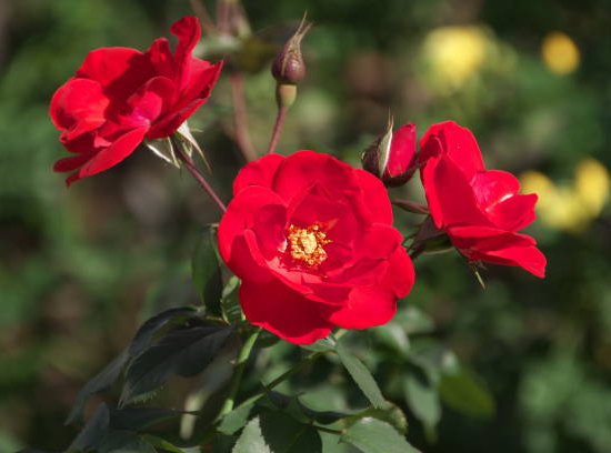 Rosier 'New vesuvia rouge '