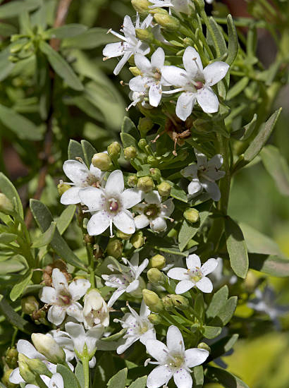Myoporum parvifolium "Blanc"
