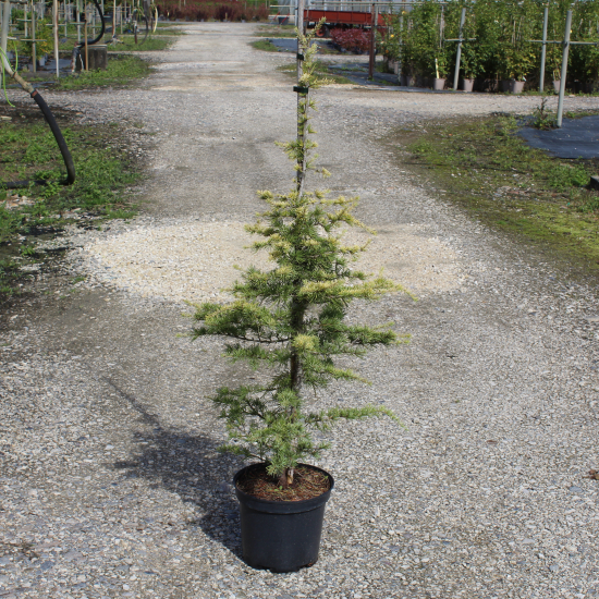 Cèdre doré de l'himalaya 'Aurea'