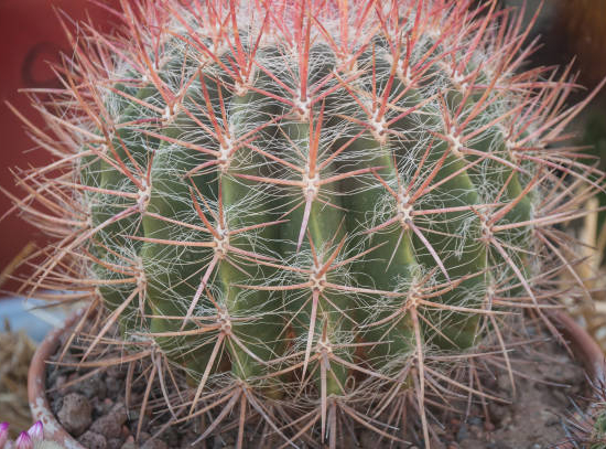 Cactus Féroce 'emoryi'