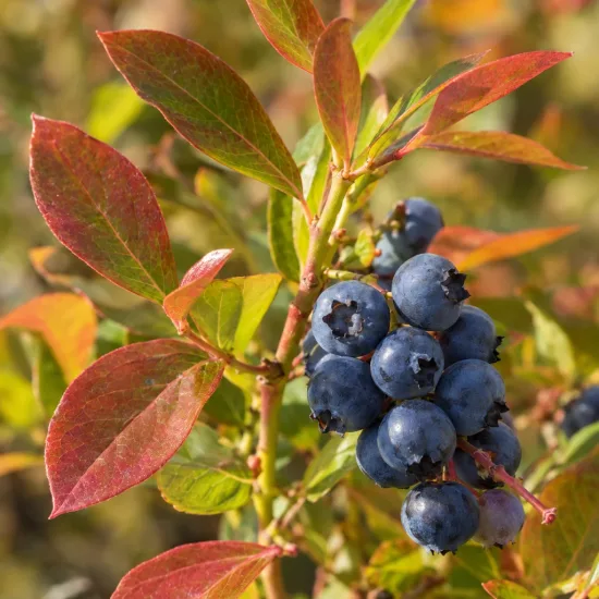 Myrtillier 'Legacy' (Vaccinium corymbosum) — grappe de baies bleues sur feuillage coloré · Photo d'illustration
