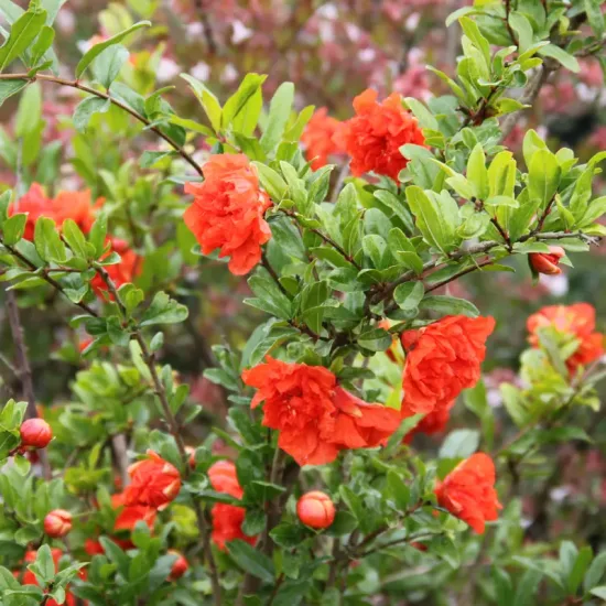 Grenadier à fleurs