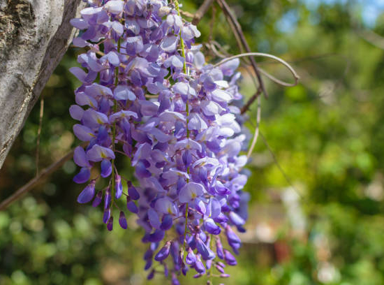 Glycine de Chine