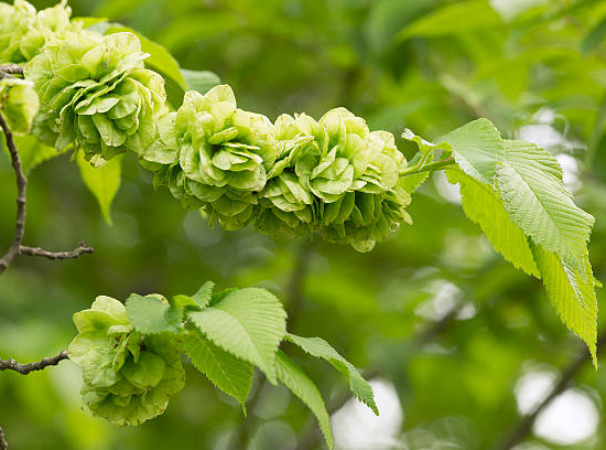 Orme lutèce 'Lutece'