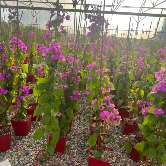 Bougainvillier 'Violet de meze'