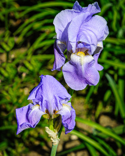 Iris Allemande bleue