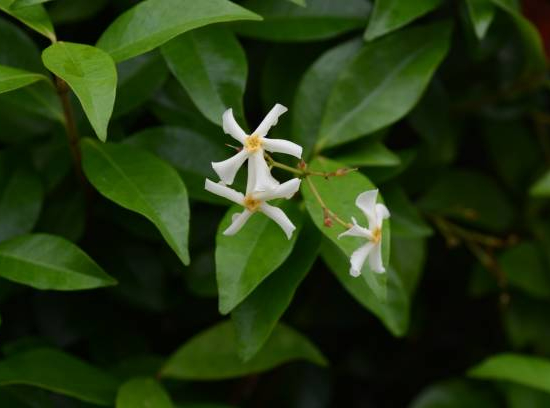 Faux-jasmin 'Rose d'inde'